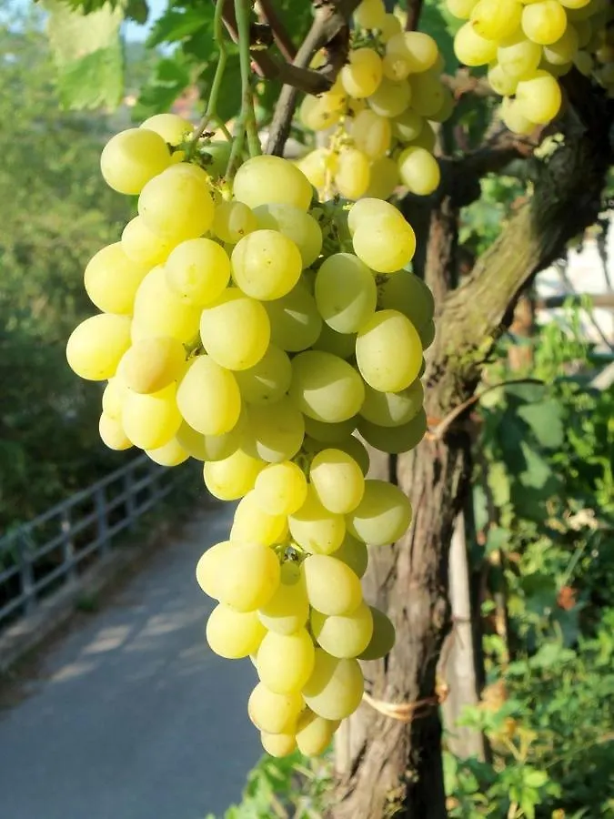 فيلا غارليندافي Agriturismo A Veggia Vigna مزرعة للإقامة