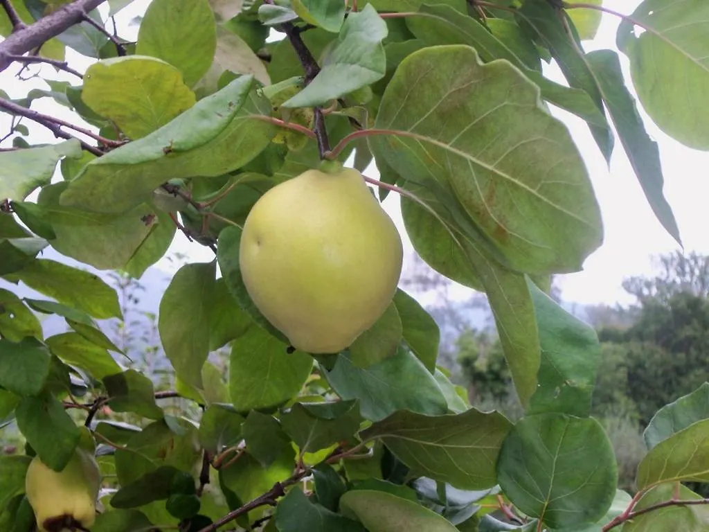 فيلا غارليندافي Agriturismo A Veggia Vigna